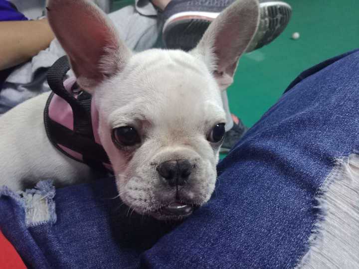 掌上陇县信息网 寻狗启示今天晚上 10月6日 在大理石院内走失一条乳白色法国斗牛犬 有捡到的联 掌上陇县信息网